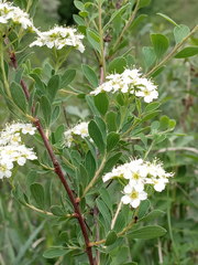 Spiraea crenata