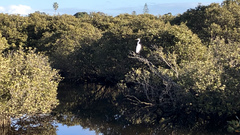 Ardea alba