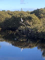 Ardea alba