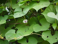 Ipomoea acanthocarpa