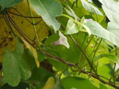 Ipomoea acanthocarpa