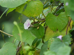 Ipomoea acanthocarpa
