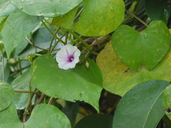 Ipomoea acanthocarpa