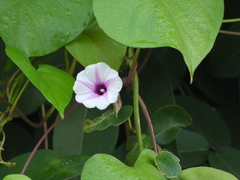 Ipomoea acanthocarpa