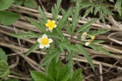 Anemonoides uralensis