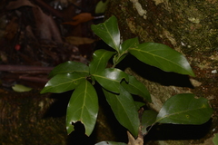Endiandra muelleri