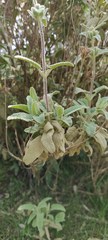 Phlomis italica