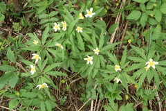 Anemonoides uralensis