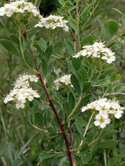 Spiraea crenata