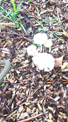 Agaricales