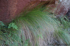 Coleochloa setifera