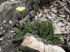 Crepis albida