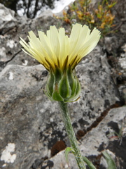 Crepis albida