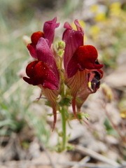 Linaria aeruginea