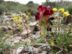 Linaria aeruginea