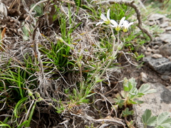 Arenaria grandiflora