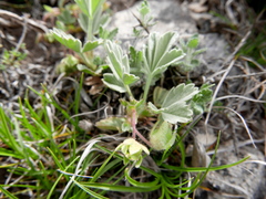 Potentilla cinerea