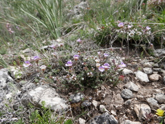 Chaenorhinum origanifolium