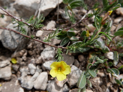 Fumana ericifolia