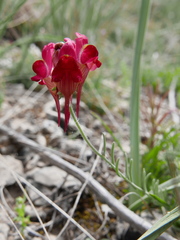 Linaria aeruginea