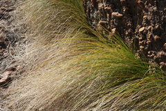 Coleochloa setifera