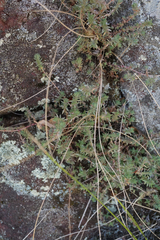 Crassula lanceolata