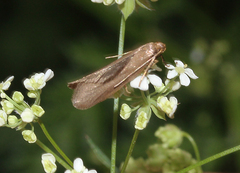 Agnoea subochreella