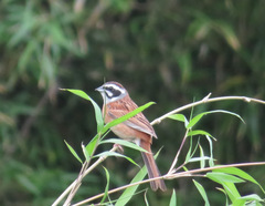 Emberiza cioides