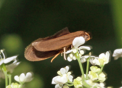 Agnoea subochreella