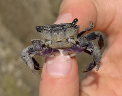 Metopograpsus frontalis