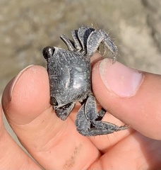 Metopograpsus frontalis