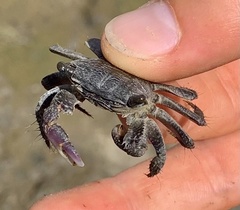 Metopograpsus frontalis