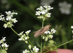 Agnoea subochreella