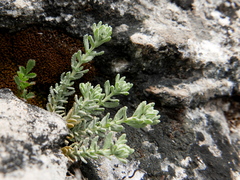 Teucrium expassum