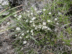 Arenaria grandiflora