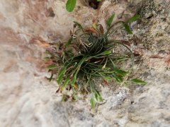 Asplenium celtibericum