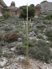 Reseda suffruticosa