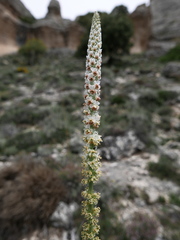 Reseda suffruticosa