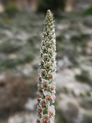 Reseda suffruticosa