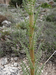 Reseda suffruticosa