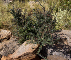 Putterlickia saxatilis