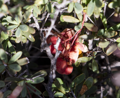 Putterlickia saxatilis