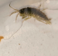Gammarus roeselii