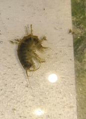 Gammarus roeselii