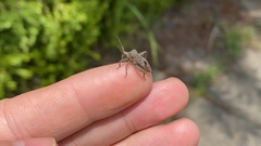 Acanthocoris sordidus