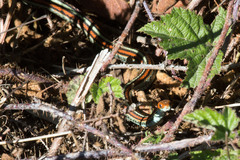 Thamnophis sirtalis tetrataenia