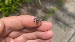 Acanthocoris sordidus