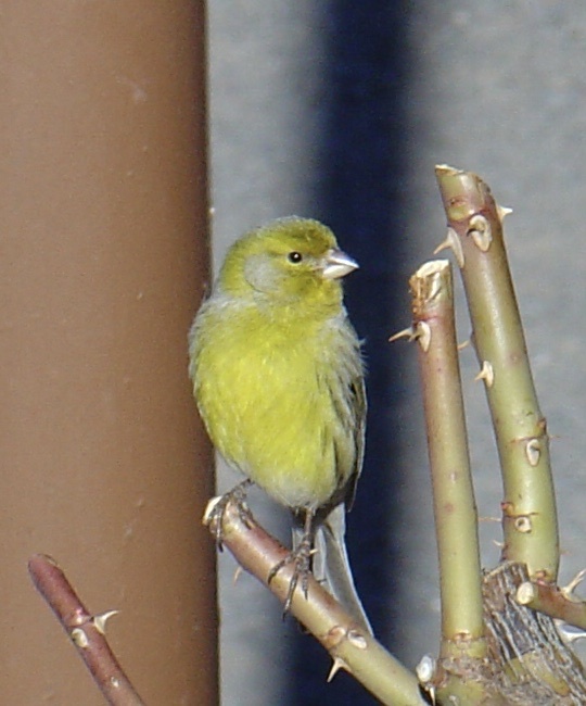 Atlantic Canary