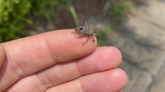 Acanthocoris sordidus