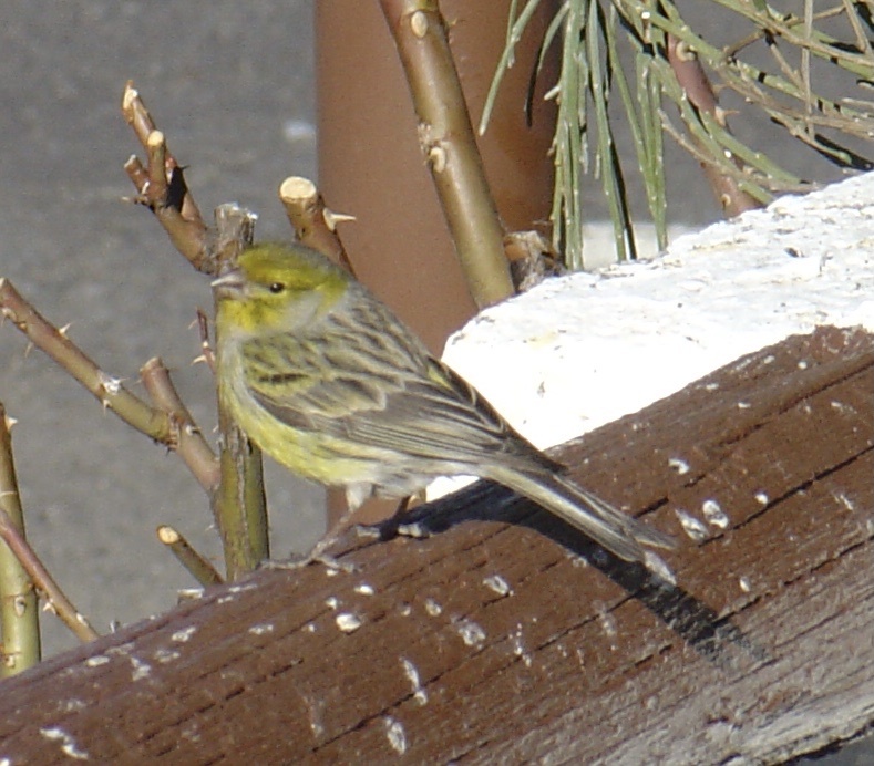 Atlantic Canary